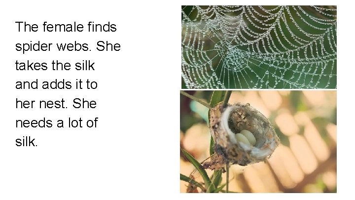 The female finds spider webs. She takes the silk and adds it to her