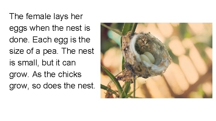 The female lays her eggs when the nest is done. Each egg is the