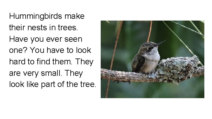 Hummingbirds make their nests in trees. Have you ever seen one? You have to