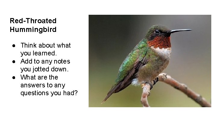 Red-Throated Hummingbird ● Think about what you learned. ● Add to any notes you