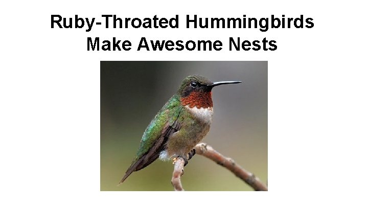 Ruby-Throated Hummingbirds Make Awesome Nests 