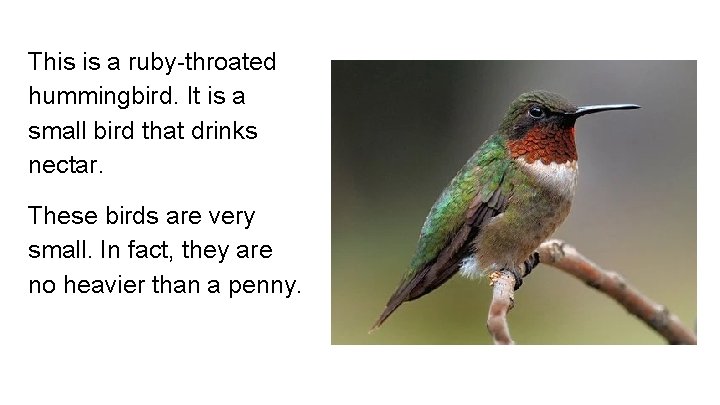 This is a ruby-throated hummingbird. It is a small bird that drinks nectar. These