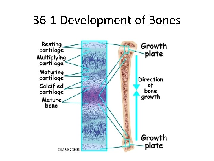 36 -1 Development of Bones 