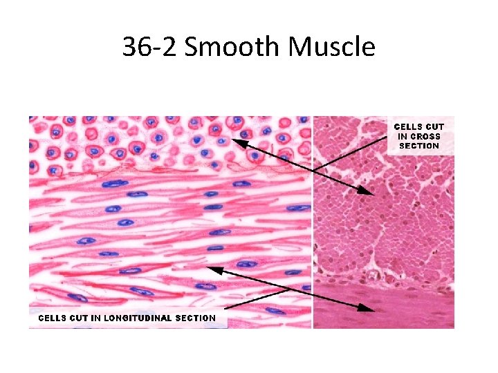 36 -2 Smooth Muscle 