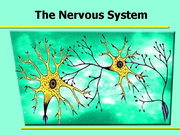 The Nervous System 