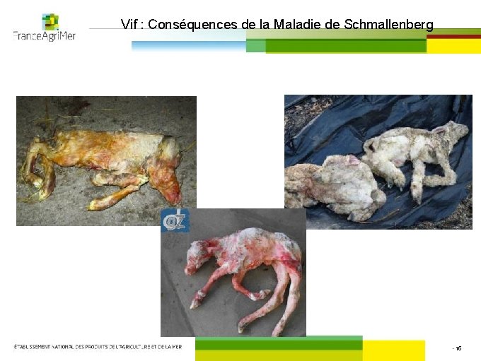 Vif : Conséquences de la Maladie de Schmallenberg • 15 