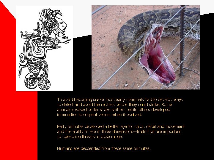 To avoid becoming snake food, early mammals had to develop ways to detect and