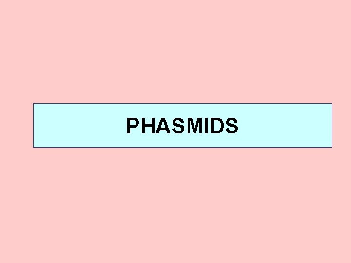 PHASMIDS 