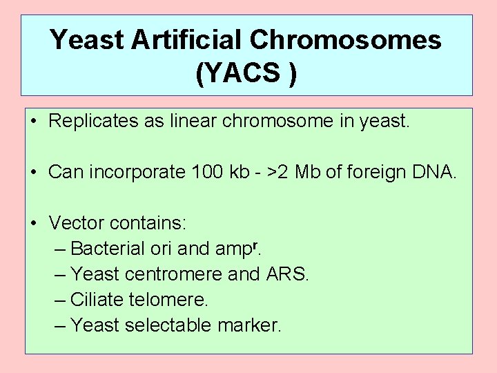 Yeast Artificial Chromosomes (YACS ) • Replicates as linear chromosome in yeast. • Can