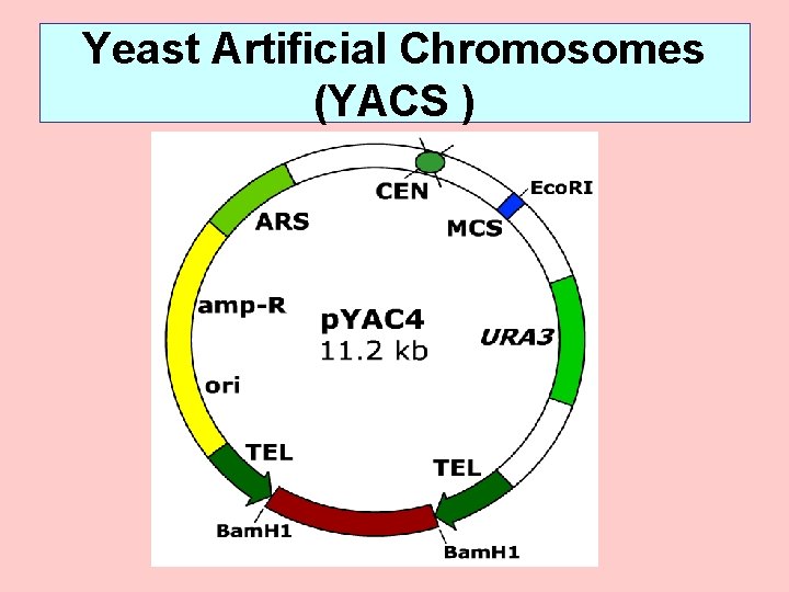 Yeast Artificial Chromosomes (YACS ) 