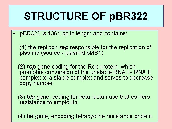 STRUCTURE OF p. BR 322 • p. BR 322 is 4361 bp in length