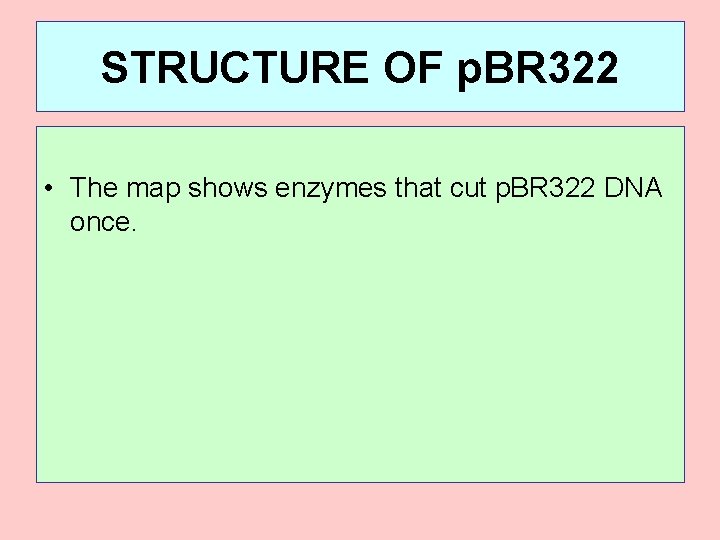 STRUCTURE OF p. BR 322 • The map shows enzymes that cut p. BR