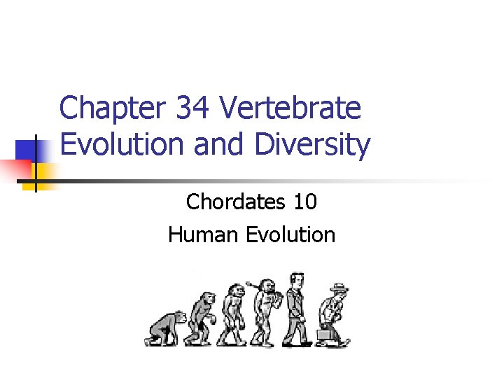 Chapter 34 Vertebrate Evolution and Diversity Chordates 10 Human Evolution 