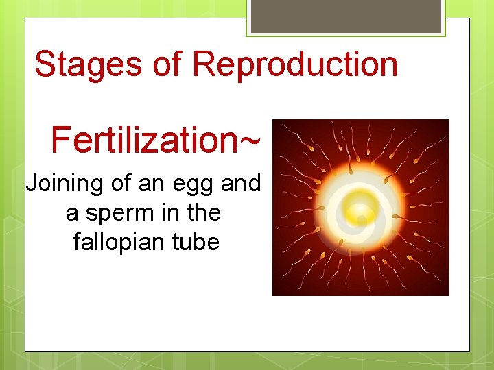 Stages of Reproduction Fertilization~ Joining of an egg and a sperm in the fallopian