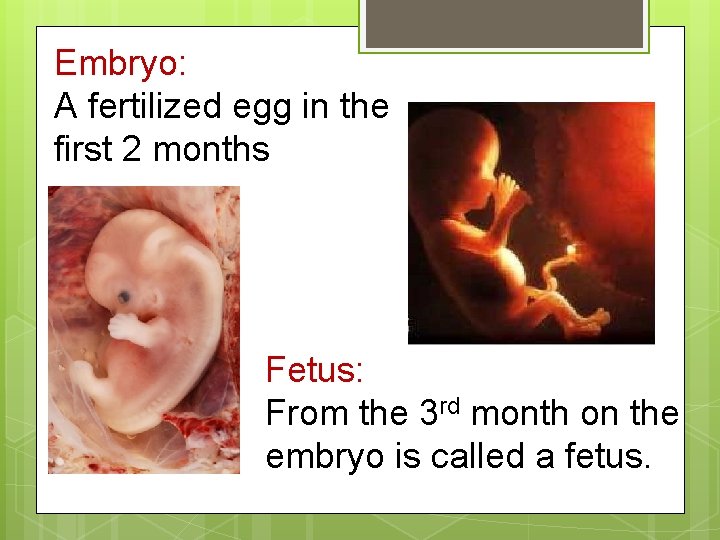 Embryo: A fertilized egg in the first 2 months Fetus: From the 3 rd