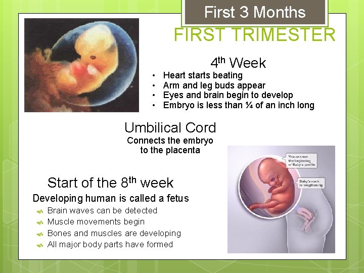 First 3 Months FIRST TRIMESTER • • 4 th Week Heart starts beating Arm