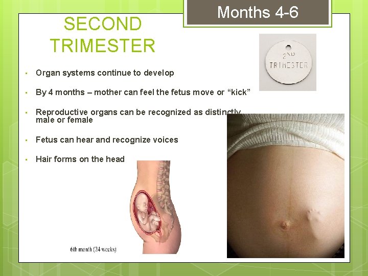SECOND TRIMESTER Months 4 -6 • Organ systems continue to develop • By 4