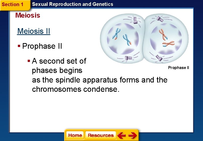 Section 1 Sexual Reproduction and Genetics Meiosis II § Prophase II § A second