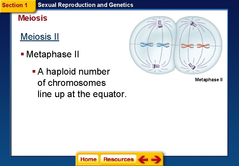 Section 1 Sexual Reproduction and Genetics Meiosis II § Metaphase II § A haploid