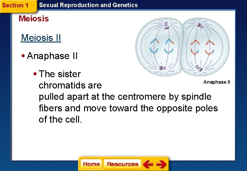 Section 1 Sexual Reproduction and Genetics Meiosis II § Anaphase II § The sister