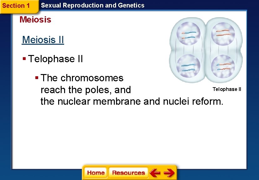 Section 1 Sexual Reproduction and Genetics Meiosis II § Telophase II § The chromosomes