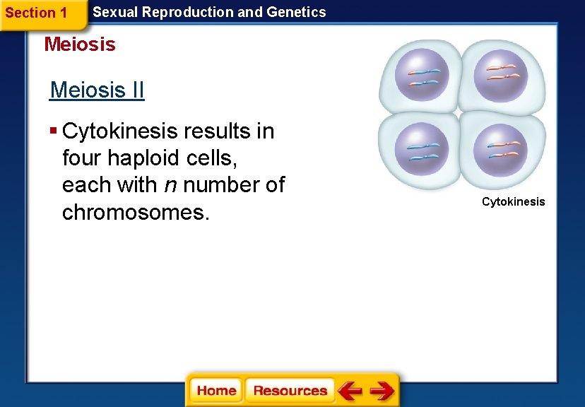 Section 1 Sexual Reproduction and Genetics Meiosis II § Cytokinesis results in four haploid