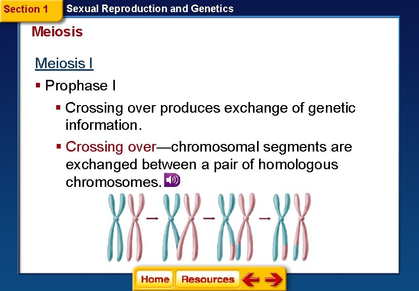 Section 1 Sexual Reproduction and Genetics Meiosis I § Prophase I § Crossing over