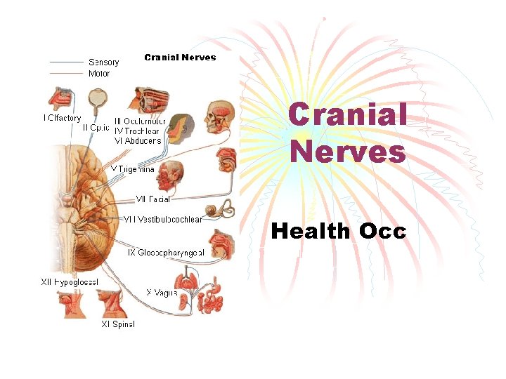 Cranial Nerves Health Occ 