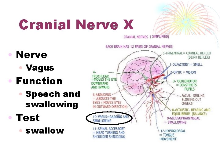 Cranial Nerve X • Nerve • Vagus • Function • Speech and swallowing •