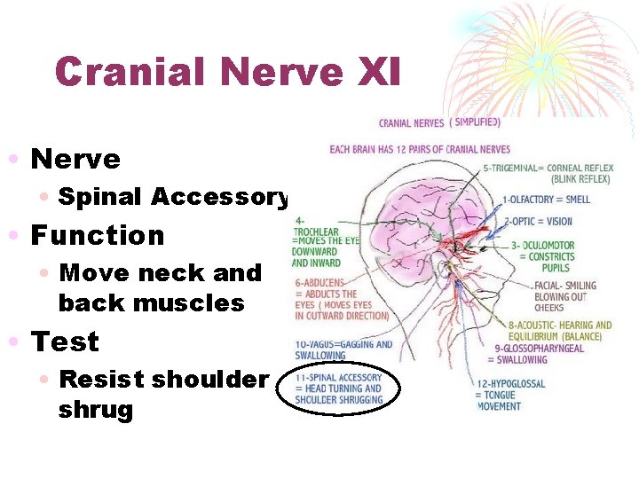 Cranial Nerve XI • Nerve • Spinal Accessory • Function • Move neck and