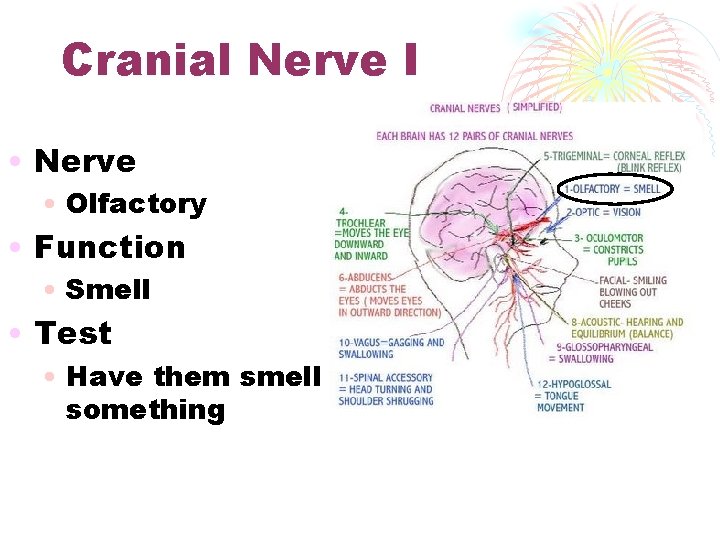 Cranial Nerve I • Nerve • Olfactory • Function • Smell • Test •