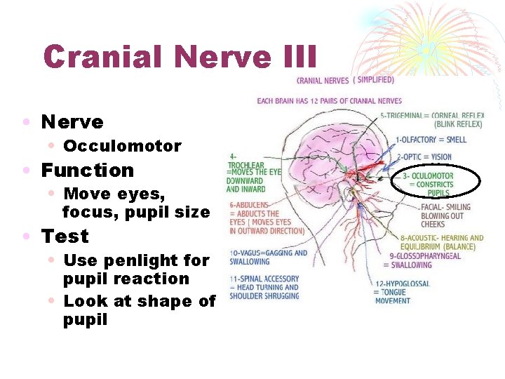 Cranial Nerve III • Nerve • Occulomotor • Function • Move eyes, focus, pupil