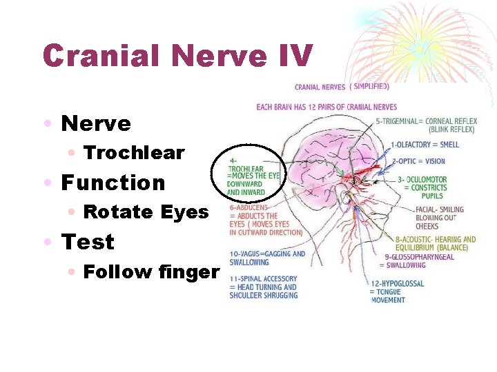 Cranial Nerve IV • Nerve • Trochlear • Function • Rotate Eyes • Test