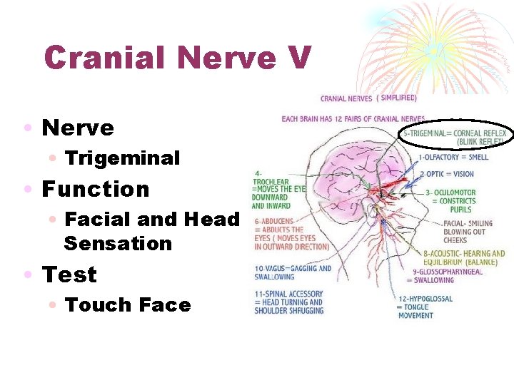 Cranial Nerve V • Nerve • Trigeminal • Function • Facial and Head Sensation