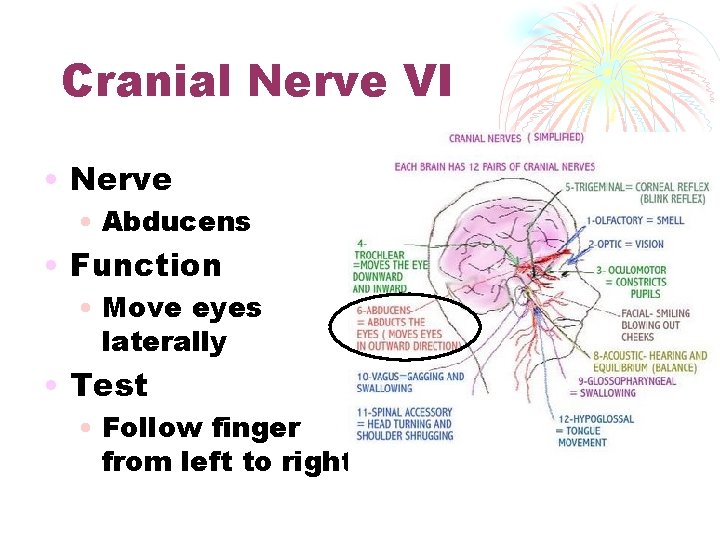 Cranial Nerve VI • Nerve • Abducens • Function • Move eyes laterally •