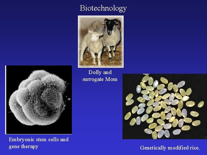 Biotechnology Dolly and surrogate Mom Embryonic stem cells and gene therapy Genetically modified rice.