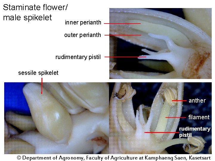 Staminate flower/ male spikelet inner perianth outer perianth rudimentary pistil sessile spikelet anther filament