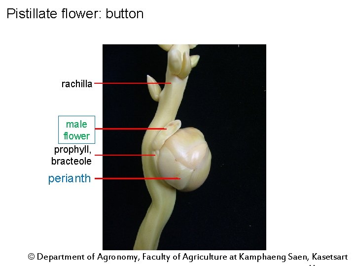 Pistillate flower: button rachilla male flower prophyll, bracteole perianth © Department of Agronomy, Faculty