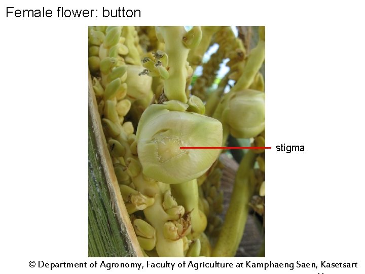 Female flower: button stigma © Department of Agronomy, Faculty of Agriculture at Kamphaeng Saen,