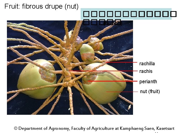 Fruit: fibrous drupe (nut) ������� (bunch) rachilla rachis perianth nut (fruit) © Department of