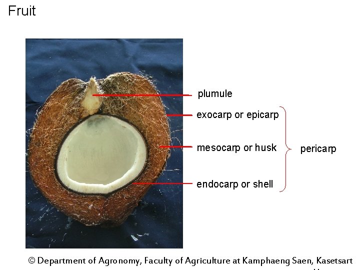 Fruit plumule exocarp or epicarp mesocarp or husk pericarp endocarp or shell © Department