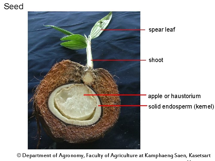 Seed spear leaf shoot apple or haustorium solid endosperm (kernel) © Department of Agronomy,