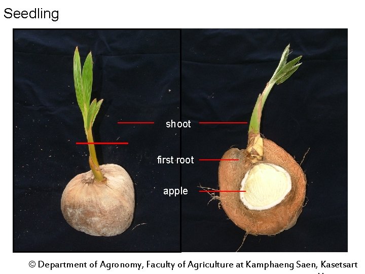 Seedling shoot first root apple © Department of Agronomy, Faculty of Agriculture at Kamphaeng
