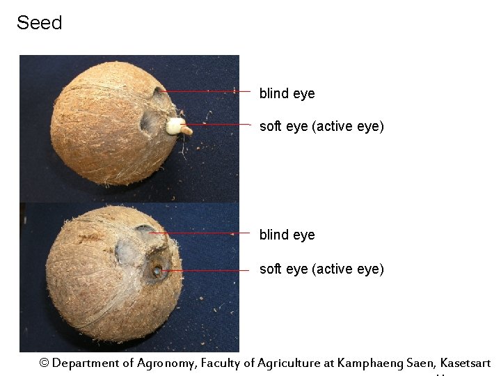 Seed blind eye soft eye (active eye) © Department of Agronomy, Faculty of Agriculture