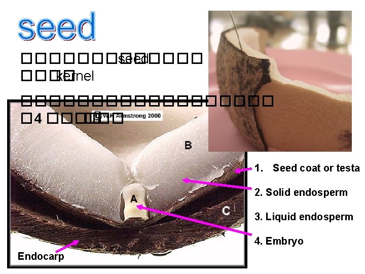 ������� seed ���� kernel ��������� � 4 ���� 1. Seed coat or testa 2.