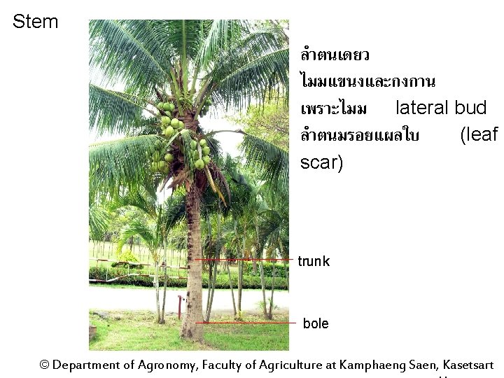 Stem ลำตนเดยว ไมมแขนงและกงกาน เพราะไมม lateral bud ลำตนมรอยแผลใบ (leaf scar) trunk bole © Department of