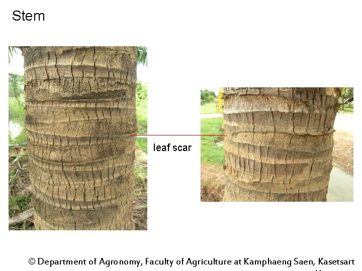 Stem leaf scar © Department of Agronomy, Faculty of Agriculture at Kamphaeng Saen, Kasetsart