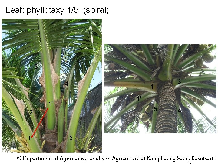 Leaf: phyllotaxy 1/5 (spiral) 3 2 4 1 1’ 1’ 5 2 1 3