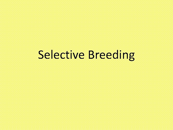 Selective Breeding 