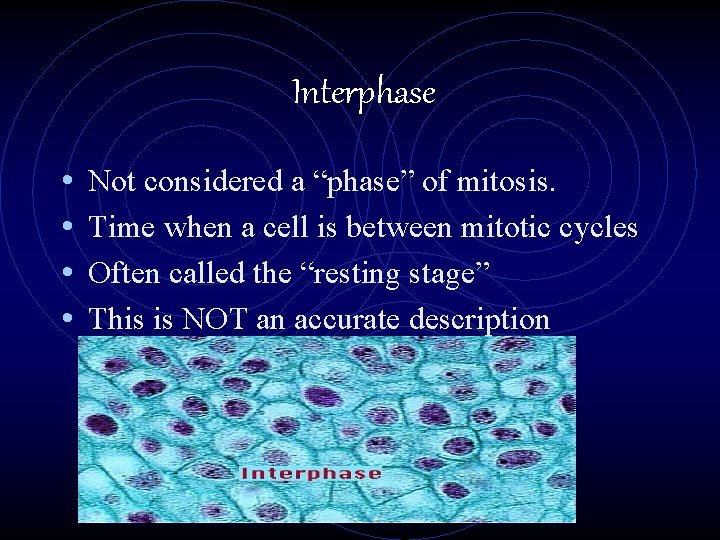 Interphase • • Not considered a “phase” of mitosis. Time when a cell is
